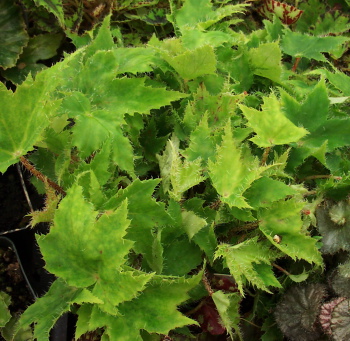 B. ‘Emerald Lacewing’